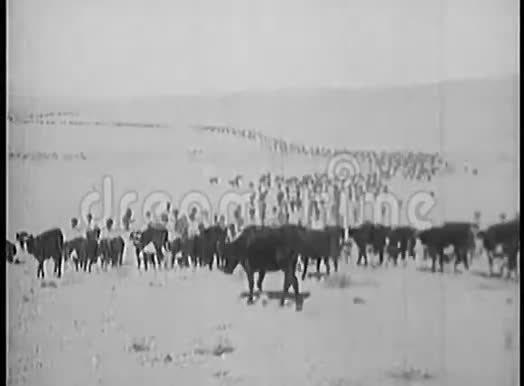 后景牛群穿过牧场视频的预览图