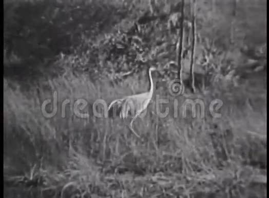 海伦在高大的草地上散步福里达埃弗格兰兹视频的预览图
