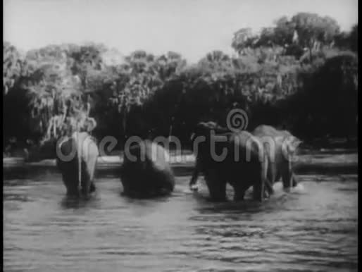 后景大象在河里洗澡视频的预览图