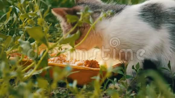草地上的小饿猫视频的预览图
