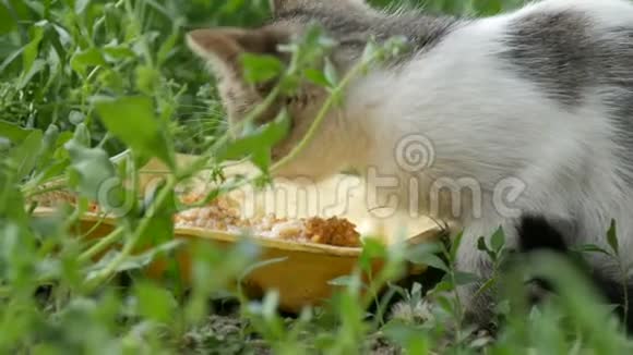 草地上的小饿猫视频的预览图