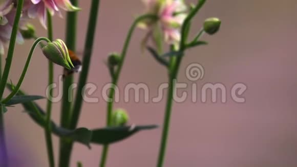 大黄蜂在粉红装饰水榭花视频的预览图