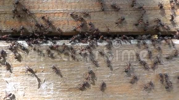 黑蚂蚁在蚂蚁山上工作慢动作视频的预览图