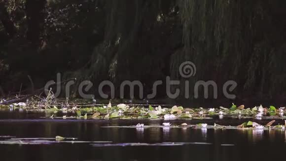 池塘里的白睡莲若虫阿尔巴美丽的白色睡莲和热带气候睡莲背景视频的预览图