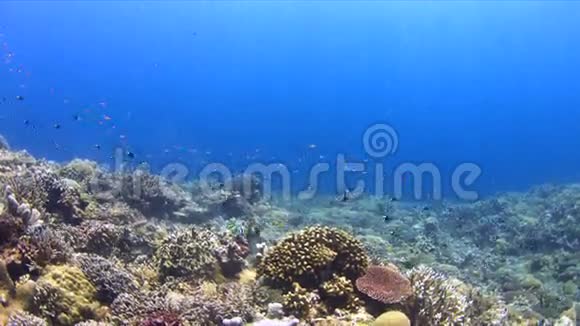 珊瑚礁和泰坦三角鱼4公里视频的预览图