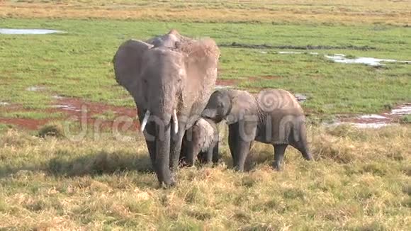 两只小象和妈妈视频的预览图