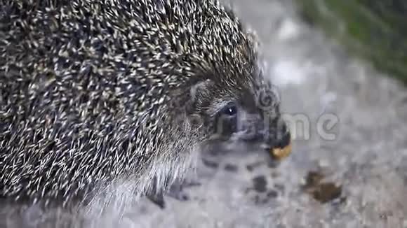 可爱的刺猬吃特写动物野生动物视频的预览图
