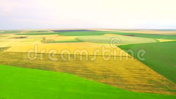 空中观景台在阳光明媚的一天飞越绿小麦的田野视频的预览图