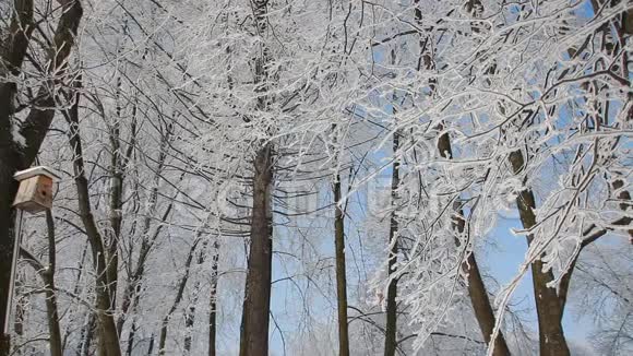 冬季景观一个白雪覆盖的公园有美丽的树木覆盖着海霜视频的预览图