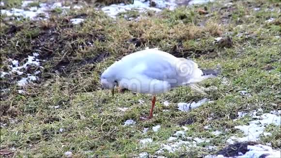 冬天的海鸥在雪地草地上视频的预览图