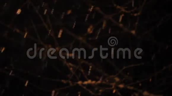 树枝夜降雪视频的预览图