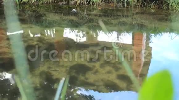 两条河鱼鳟鱼在池塘里游着清澈的水视频的预览图
