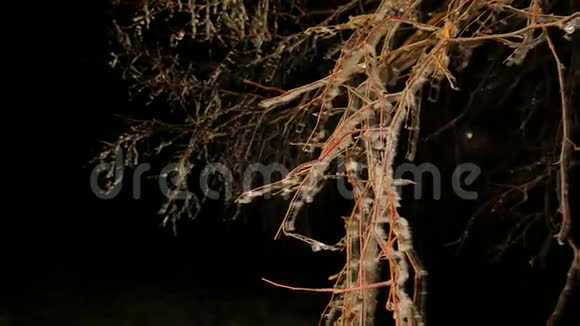 海霜覆盖着树木树枝上有冰冷的叶片在背景中定格黑暗的夜晚寒冷的夜晚视频的预览图