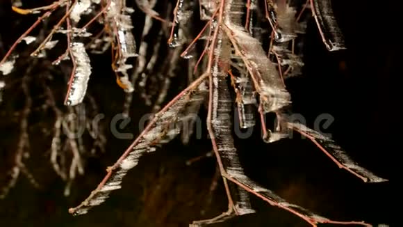 海霜覆盖着树木树枝上有冰冷的叶片在背景中定格黑暗的夜晚寒冷的夜晚视频的预览图