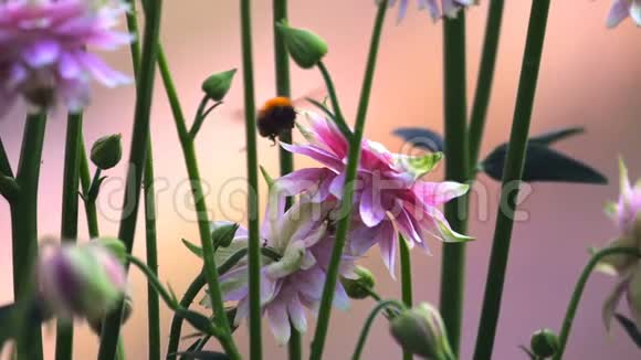 大黄蜂在粉红色的装饰性阿奎利加花视频的预览图