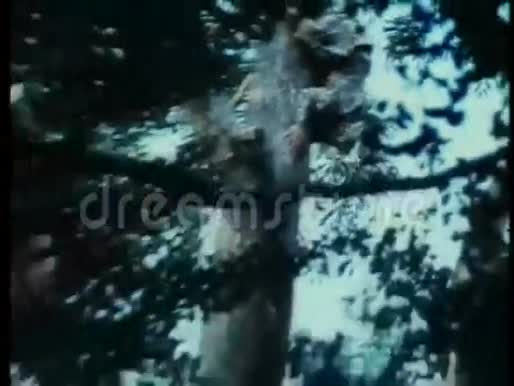 蜘蛛忍者在森林里爬树视频的预览图