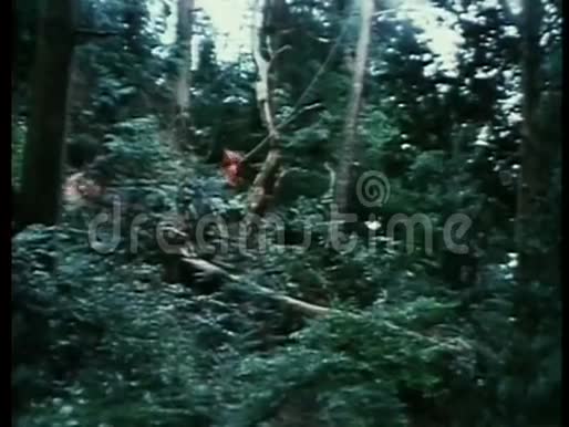 一群忍者在森林里跳跃视频的预览图