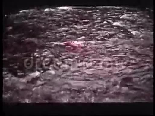 大马哈鱼在溪流中游动视频的预览图