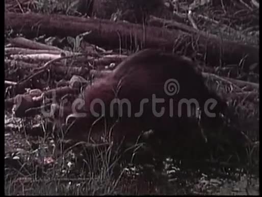 浣熊在荒野觅食视频的预览图