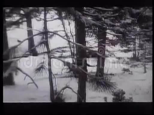 美洲狮在雪地里追兔子并攻击它视频的预览图