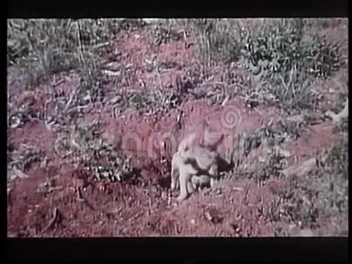 两只小土狼在荒野上挖洞视频的预览图