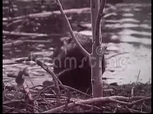 海狸啃树枝入河视频的预览图