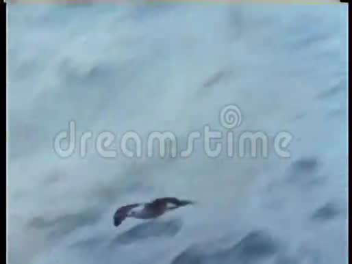 海鸥在水面上低飞视频的预览图