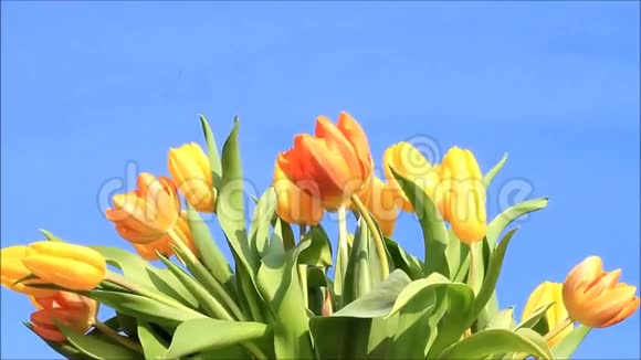 郁金香黄橙视频的预览图