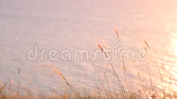 日落时分海面上有干草和涟漪视频的预览图