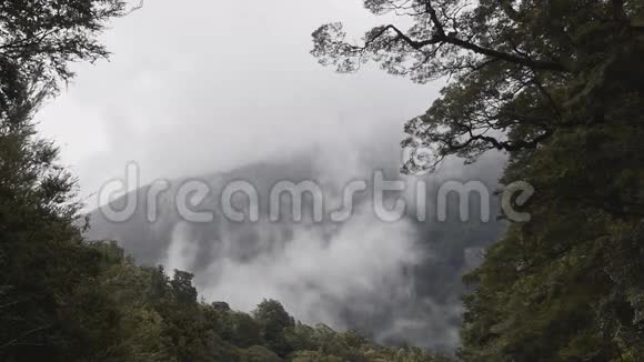 在热带雨林上空升起的薄雾视频的预览图