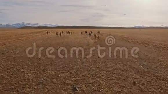 野马在草地上奔跑视频的预览图