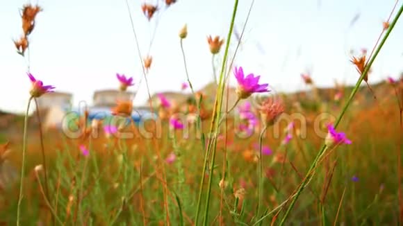 紫罗兰色的小野花在风的特写镜头中摇摆视频的预览图