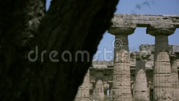 从一棵树后面揭开一座古希腊神庙视频的预览图
