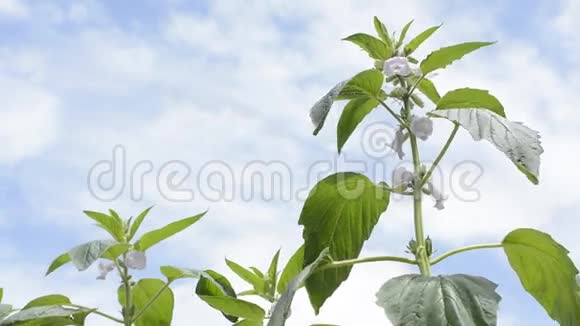 天空下的芝麻花视频的预览图