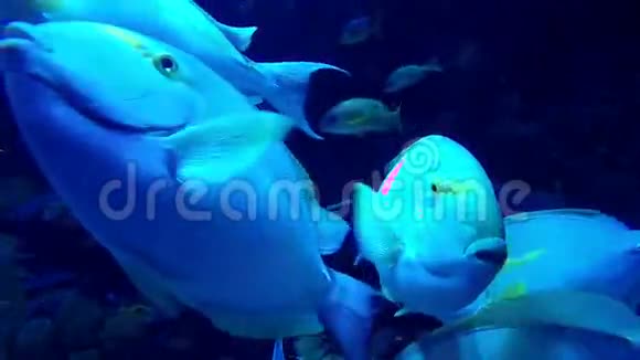 成群的大鱼在水族馆里游泳特写镜头蓝色镜头视频的预览图
