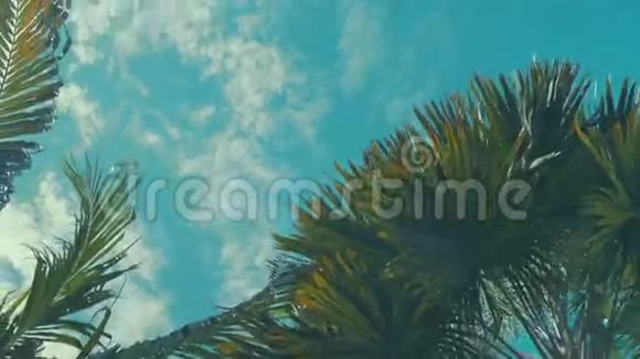 椰子棕榈树透视图视频的预览图