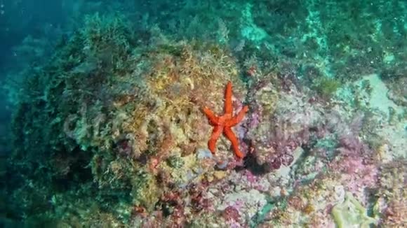 西班牙马洛卡水下潜水海星视频的预览图