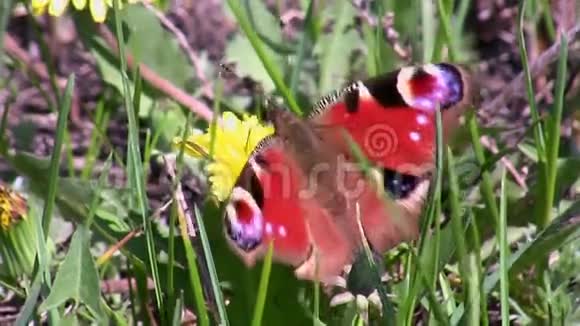 蝴蝶从花中采集花蜜视频的预览图