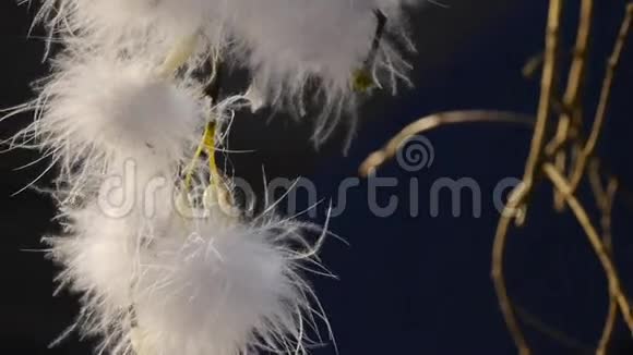 浪漫的白色绒毛春天的花视频的预览图