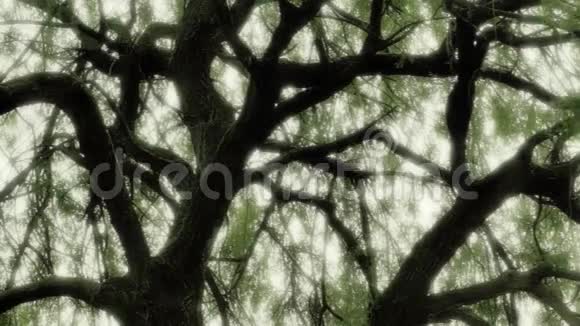 神秘的维平柳树童话森林视频的预览图
