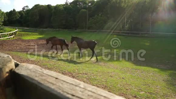 日落时在围场里吃草的马视频的预览图
