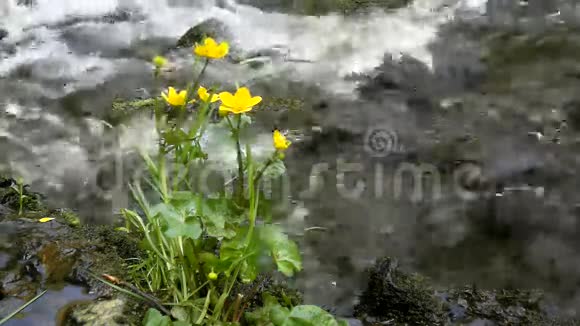 嫩黄的沼泽万寿菊的黄色花朵层层叠叠的绿叶视频的预览图