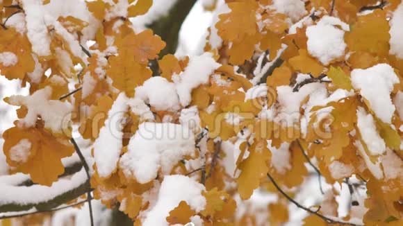 大雪后枫叶迎风特写的大自然美景美丽的雪景视频的预览图