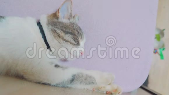 有趣的视频猫在睡觉猫睡在床上睡在床上的生活方式使脚撅起灰色白猫视频的预览图