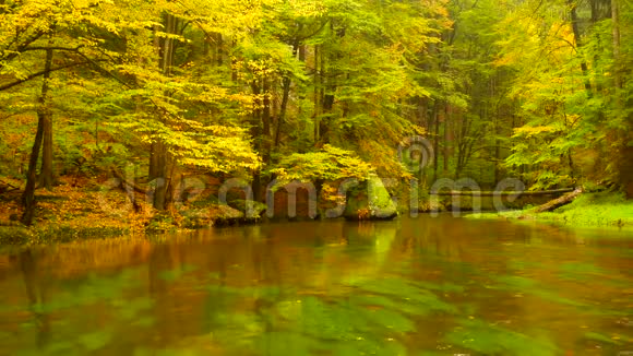 秋天的河岸上有橘黄色的山毛榉叶水面上树枝上的新鲜绿叶使人倒影雨夜视频的预览图