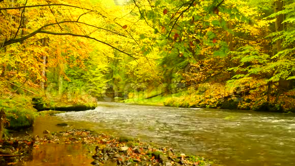 秋天的河岸上有橘黄色的山毛榉叶水面上树枝上的新鲜绿叶使人倒影雨夜视频的预览图