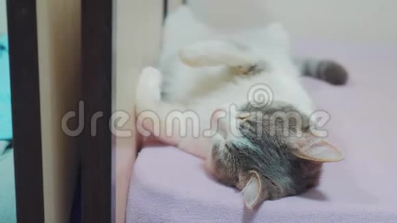 有趣的视频猫猫睡在床上睡在背上撅起了脚灰色的白色猫睡在他的背上宠物视频的预览图