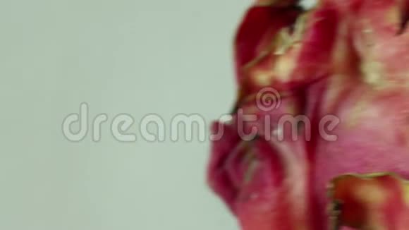 外亚洲龙脊龙果巨多利CU左至右皮视频的预览图