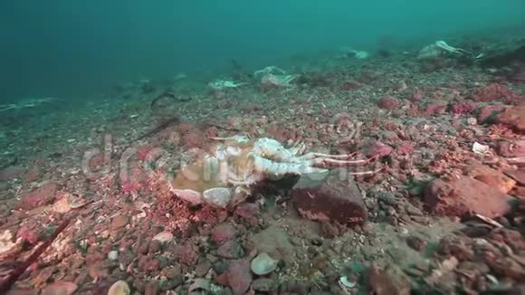 巴伦支海荒芜沙质海底的螃蟹墓地视频的预览图