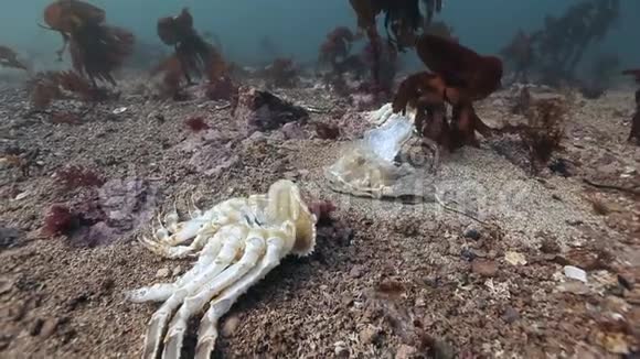 巴伦支海一片荒芜的沙底上的死蟹视频的预览图